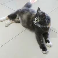 original sound - shankar3786