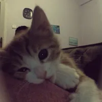 original sound - zqsun1