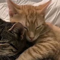 original sound - Mika Hariadi Pratama