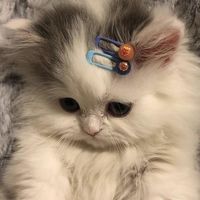 nyan.k0