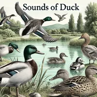 original sound - birdsofsound