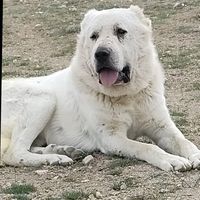 yaman06_06
