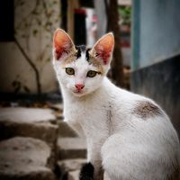 tusharnur4