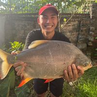 nhạc nền - Pình Đi Câu