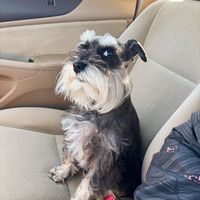nhạc nền - Hardin_schnauzer