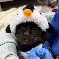 catavetnurse