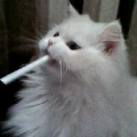 original sound - musicabonitaaa_
