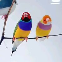 8_snc