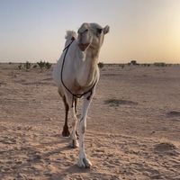 الصوت الأصلي