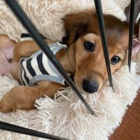 3dachshund_brothers