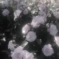 dydscc3d34ii