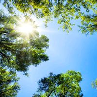 оригинальный звук