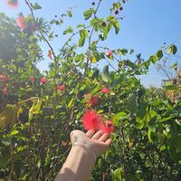 âm thanh gốc - #Cay