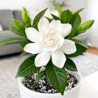 original sound - user2329271946184