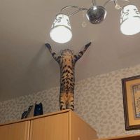 leo_chantarak