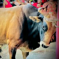 ougansaintcroix21nasyon1