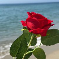 reyan__ar