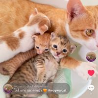 woywaicat