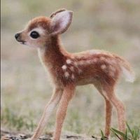 helpyoutoloveanimals