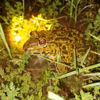 original sound - quach.toan121283