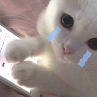 nhạc nền - mew