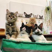 lebmeow_famliy