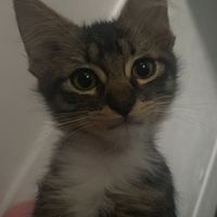karilu_dlcg