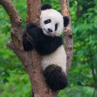 เสียงต้นฉบับ - 🐼อัยด้าEarn🐼