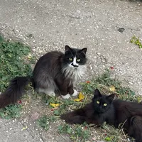 original sound - 3la3161