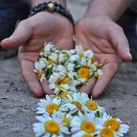 papatya_bey