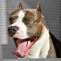 amstaff_loki