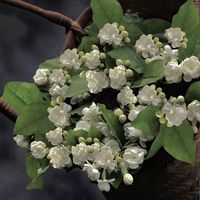 nhạc nền - Khang