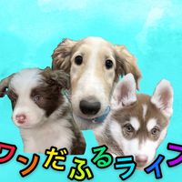 オリジナル楽曲 - Wonderful Dog Life