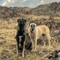 elazigkennel_23
