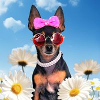 charlotteminipinscher