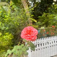 nhạc nền - Yan🌻