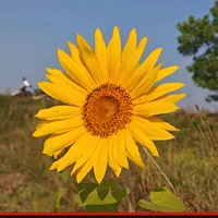 original sound - www.mhemseik