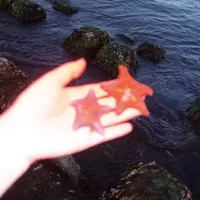 original sound - seastarpin