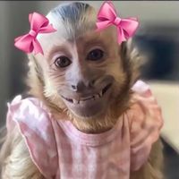 original sound - P A U R E L L I A