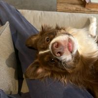 เสียงต้นฉบับ - pink.