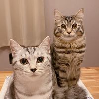 オリジナル楽曲 - 猫のラピス&ステラ𓏲𓎨