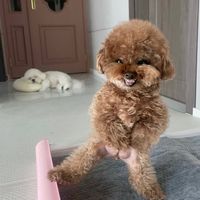 disjeox