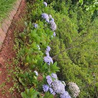 ariana_2841