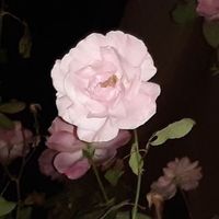 오리지널 사운드 - ⵌ · ̊ ༘ ♡  ̊꒰ ナツキ〻♡ ୧ ‧+ ̊⋅♡