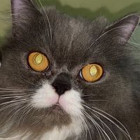 original sound - CapikBulus