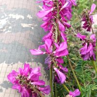 cenab__10