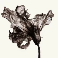 original sound - lissilent