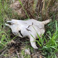 boneyard_77