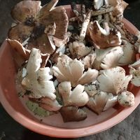 wongtani031
