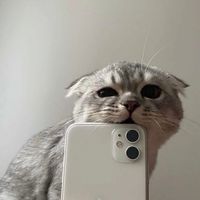 nikkusyaaa2